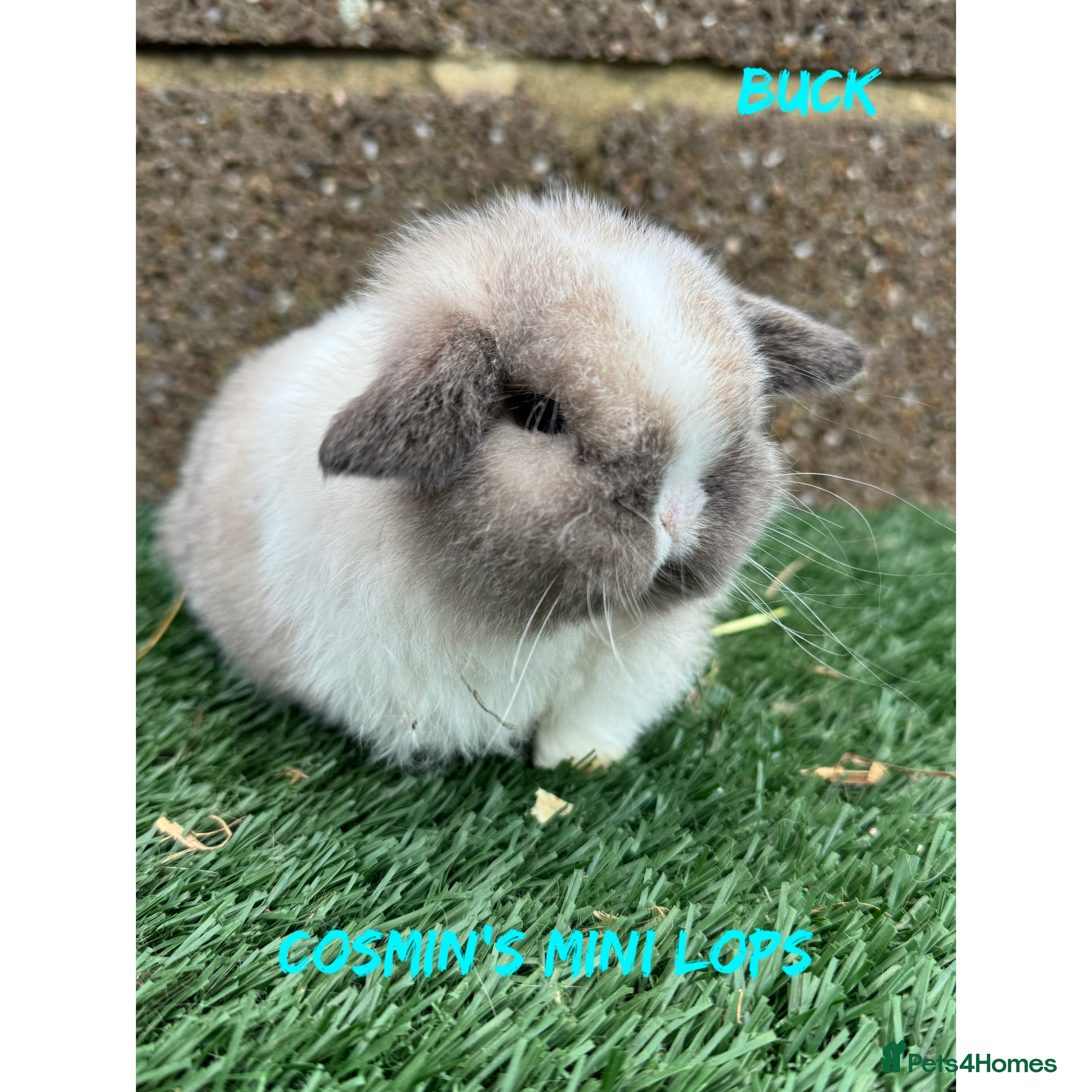 Mini Lop rabbits Pure breed mini lops  - Advert 7