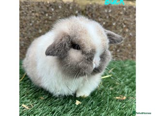 Mini Lop rabbits Pure breed mini lops - Advert 6