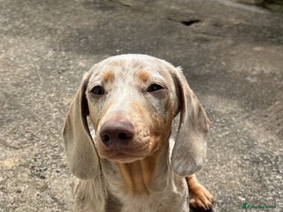 Miniature Dachshund dogs STUD (Isabella Dapple) in Barry - Advert 1