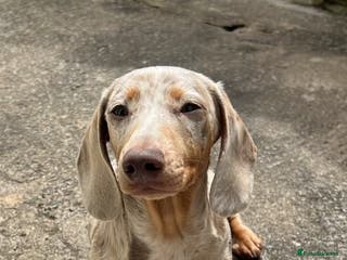 Miniature Dachshund dogs STUD (Isabella Dapple) in Barry - Advert 15