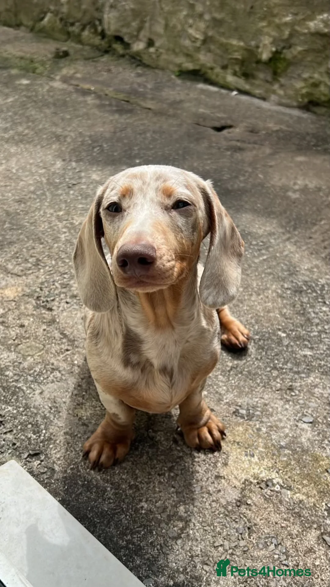 Miniature Dachshund dogs for stud: STUD (Isabella Dapple)  in Barry - Advert 1