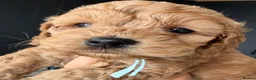 Cockapoo dogs for sale: ✨💥 Absolutly stunning Cockerpoo pups ready soon✨ - Advert 5