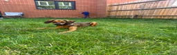 Mixed Breed dogs for sale: Beautiful 8 month old Bella for Rehome - Advert 1