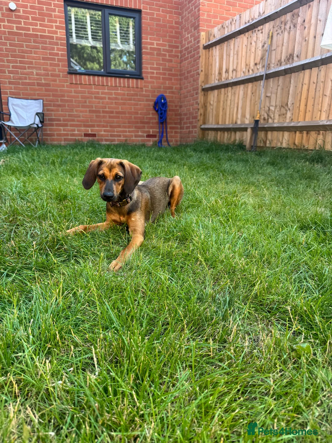 Mixed Breed dogs for sale: Beautiful 8 month old Bella for Rehome - Advert 1