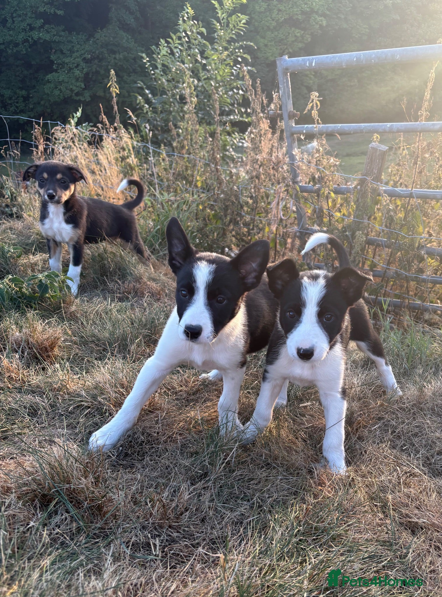 Border Collie dogs Beautiful pups - Advert 8