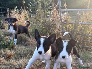 Border Collie dogs Beautiful pups - Advert 16