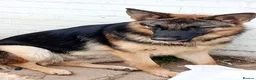German Shepherd dogs for sale: 3 year old female German shepherd needs new home  - Advert 5