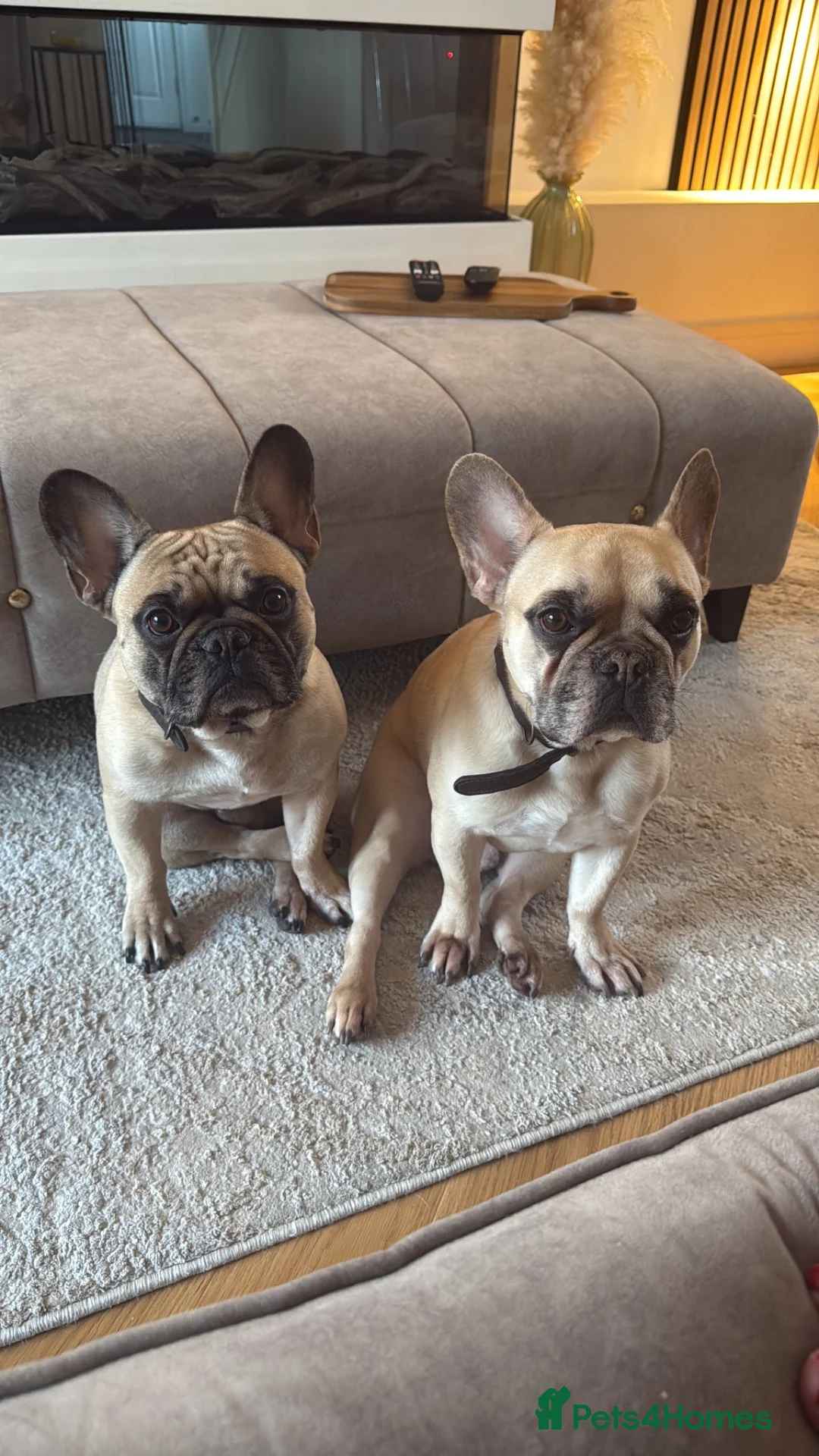 French Bulldog dogs for sale: Two Beautiful French bulldogs KC Reg  in Redruth - Advert 1