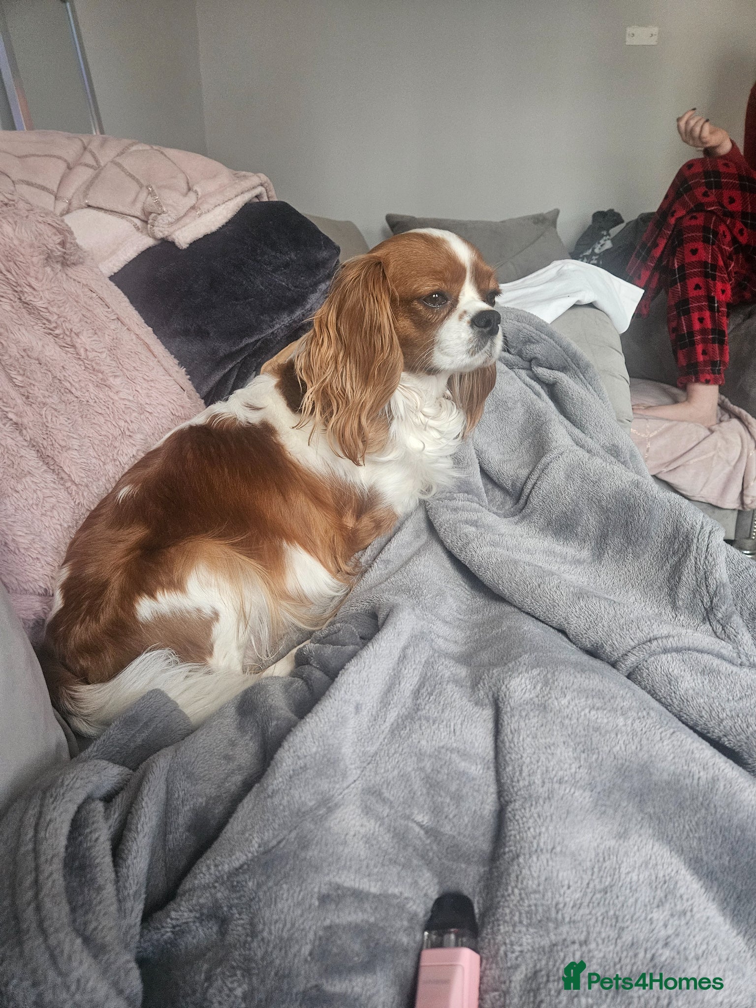 Cavalier King Charles Spaniel dogs for sale: Beautiful Blenheim puppies - Advert 1