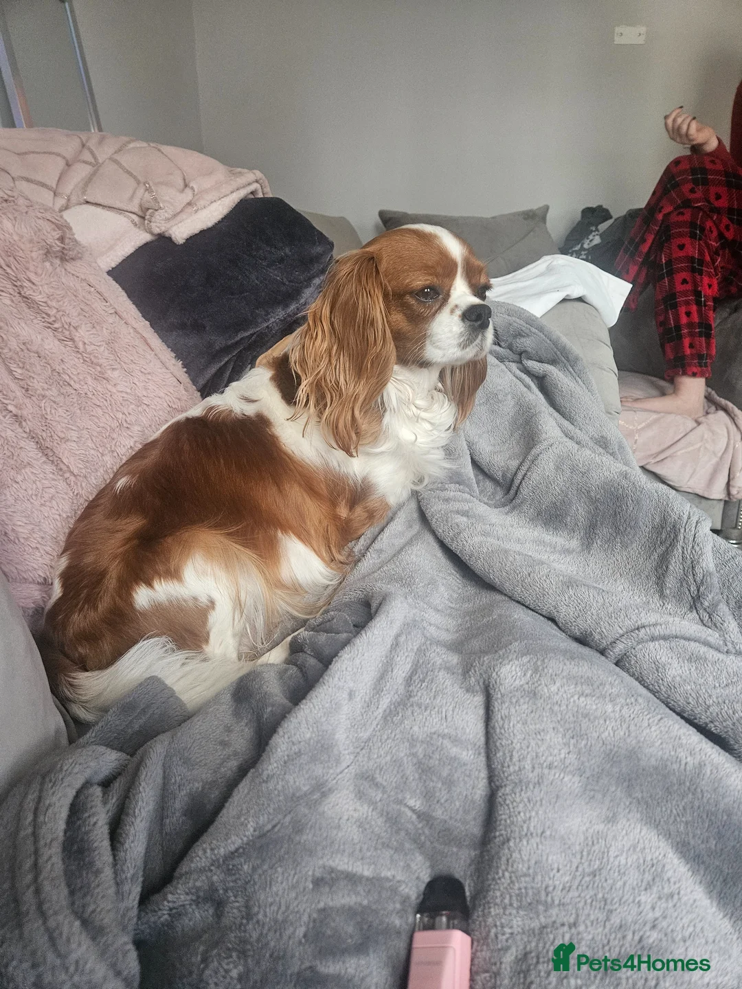 Cavalier King Charles Spaniel dogs for sale: Beautiful Blenheim puppies - Advert 1