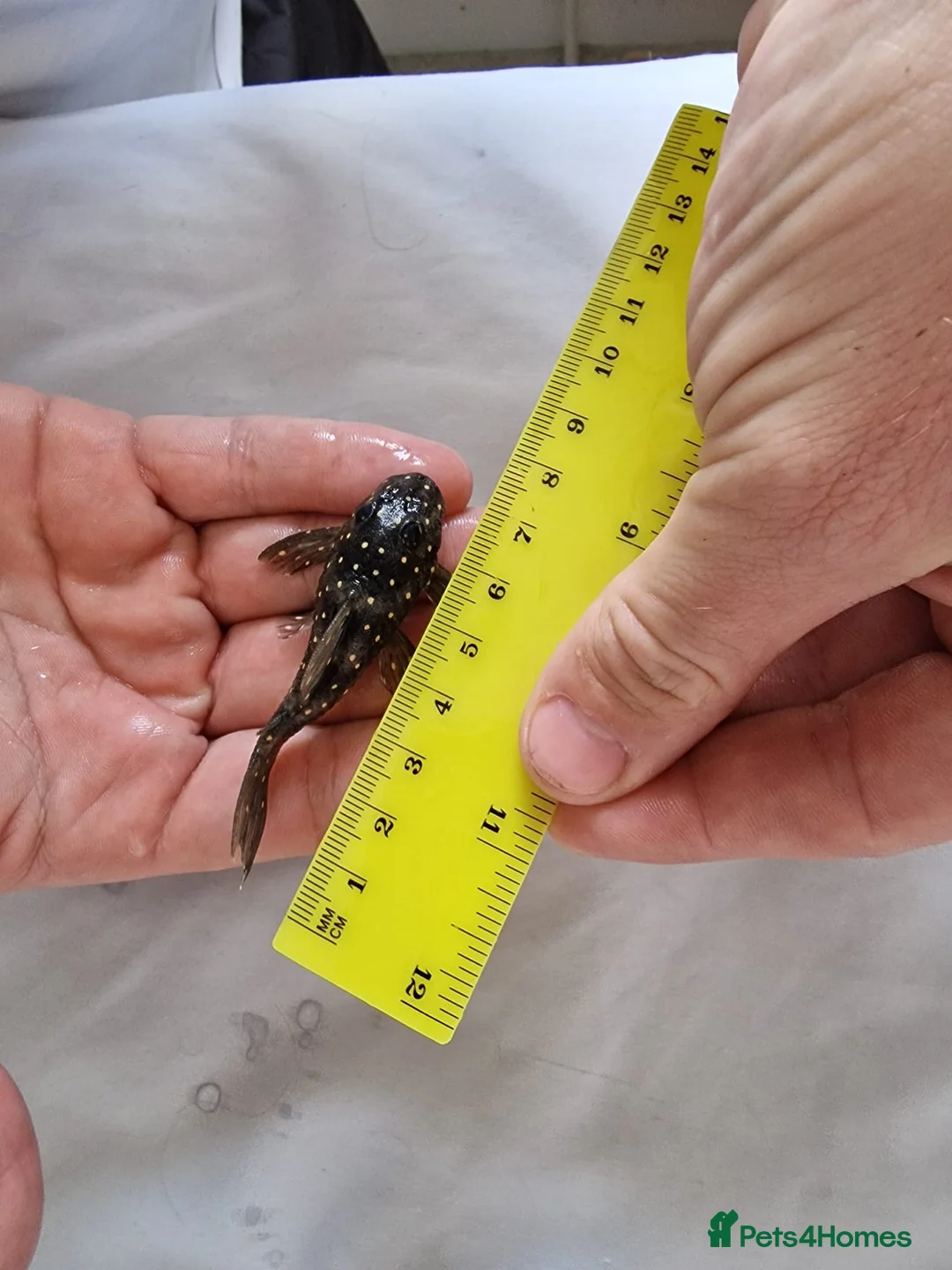 Plecos fish for sale: 6 L201 snowball Plecs.  - Advert 6