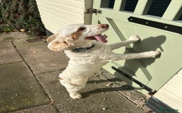 Cocker Spaniel dogs for sale: 3 year old show type cocker Boy - Image 7