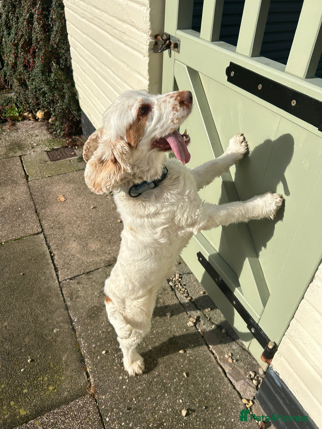 Cocker Spaniel dogs for sale: 3 year old show type cocker Boy - Image 7