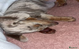 Dachshund dogs for sale: Beautiful girl dachshund  - Image 3