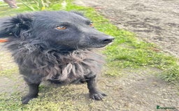 Mixed Breed dogs for adoption: Dagry - Norwich Norfolk  - Advert 8