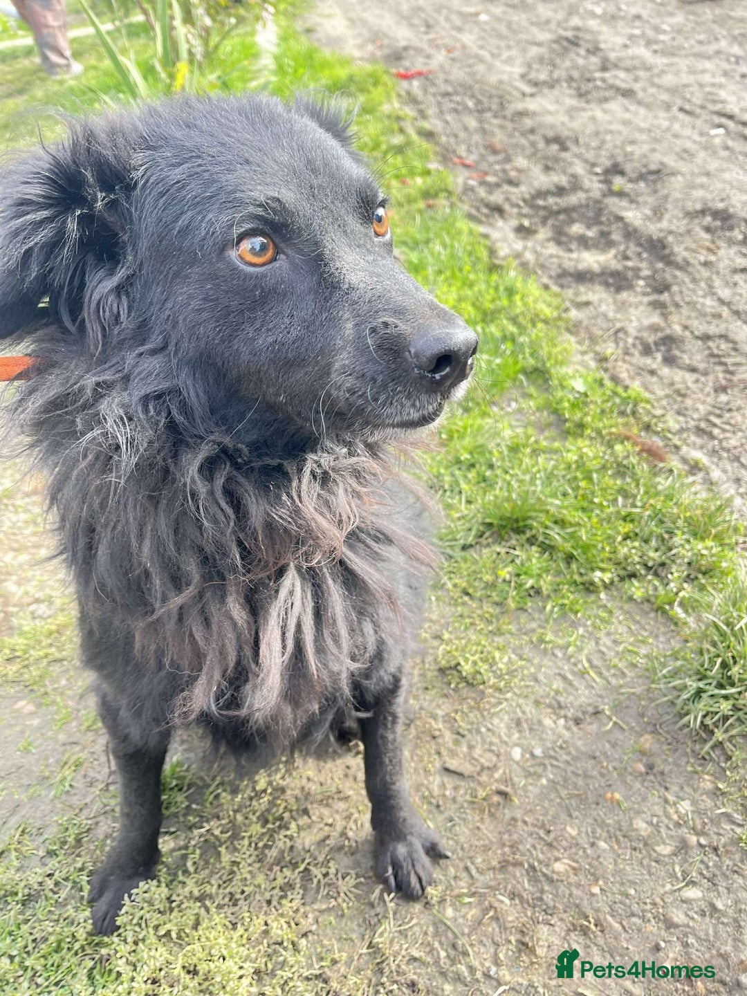 Mixed Breed dogs for adoption: Dagry - Norwich Norfolk  - Advert 8