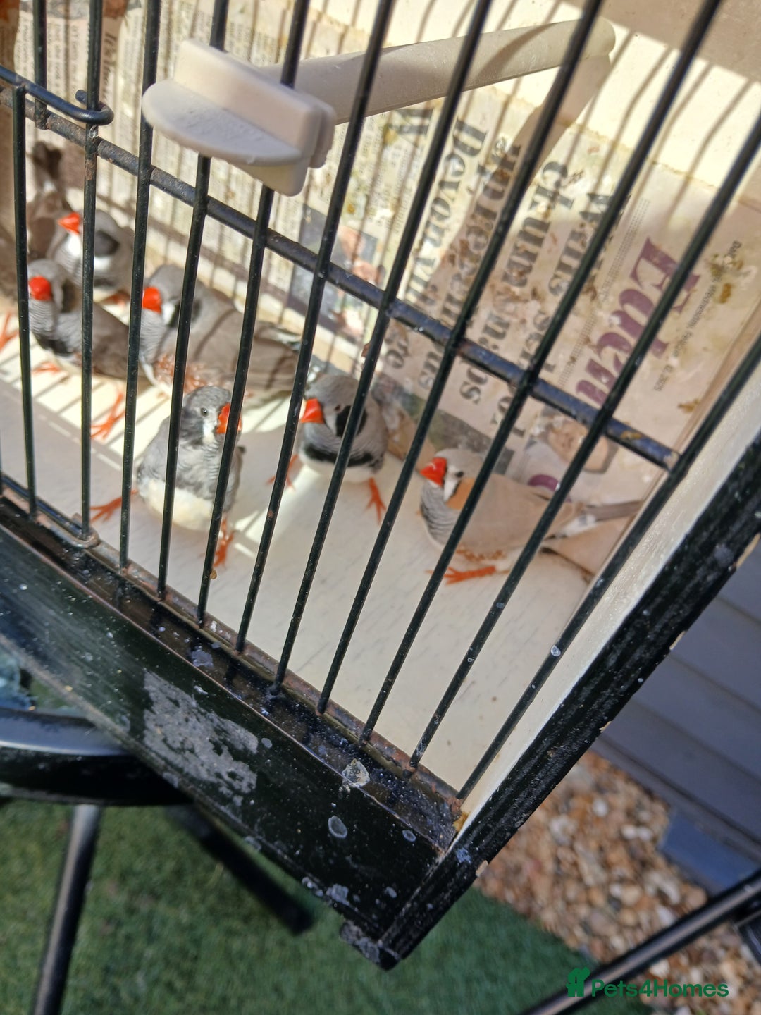 Finches birds for sale: Various finches - Image 5