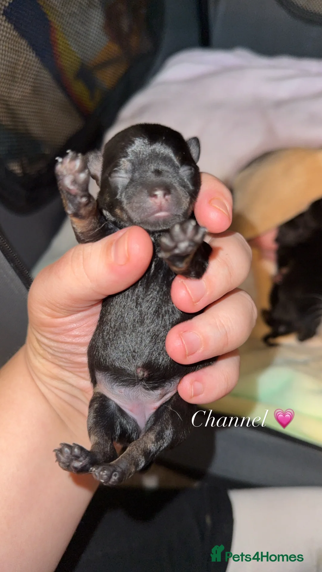 Chorkie dogs for sale: Gorgeous Chorkie girls  - Advert 14