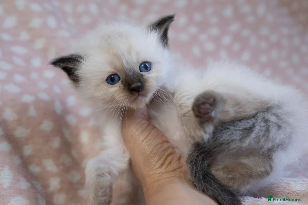 Ragdoll cats for sale: GCCF Ragdoll kittens registered pet Active  - Advert 7