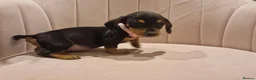 Miniature Dachshund dogs for sale: Stunning little daxie pups 😍 - Advert 10