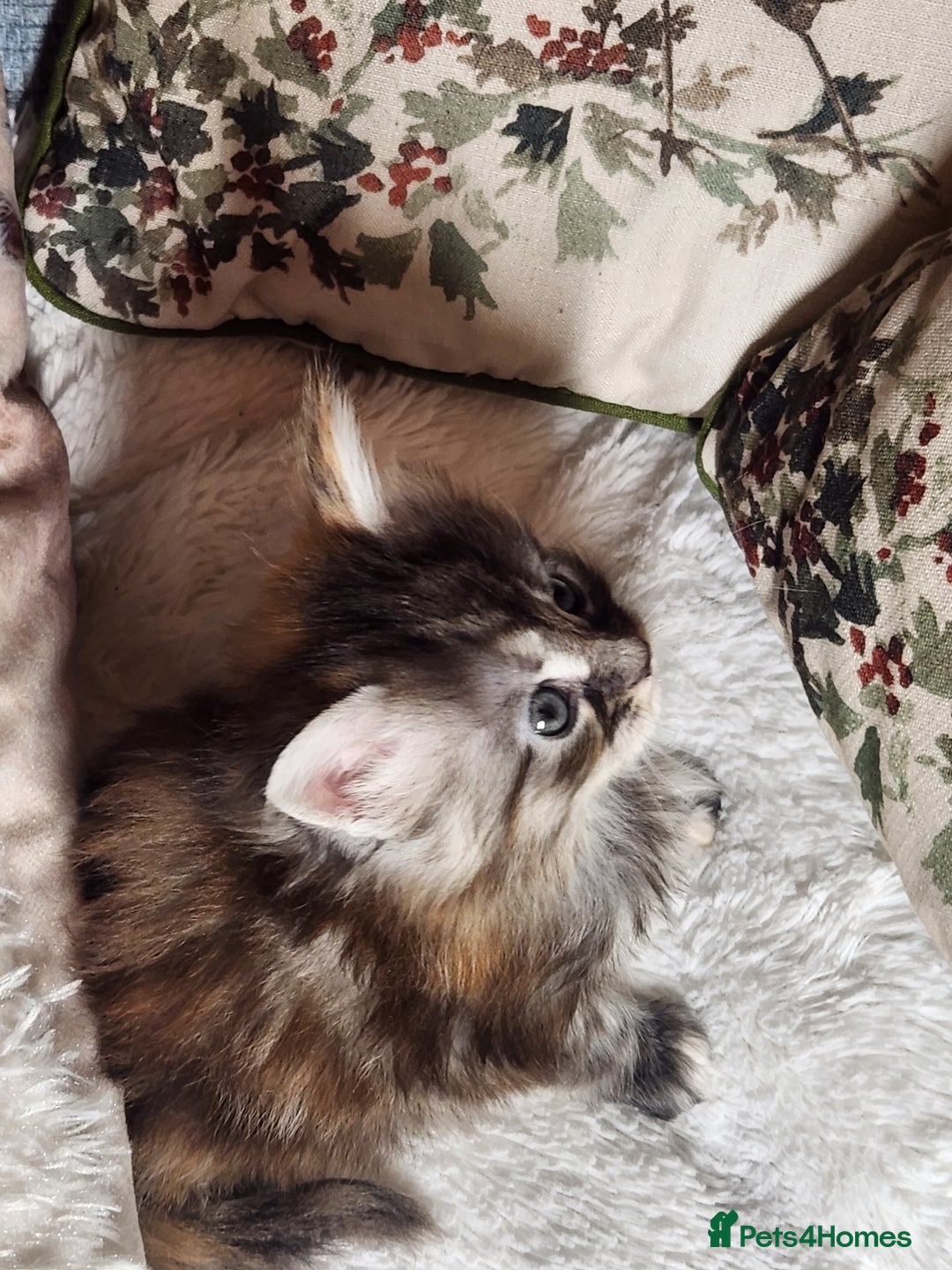 Maine Coon cats for sale:  Ready Now! Maine coon Kittens  - Advert 24