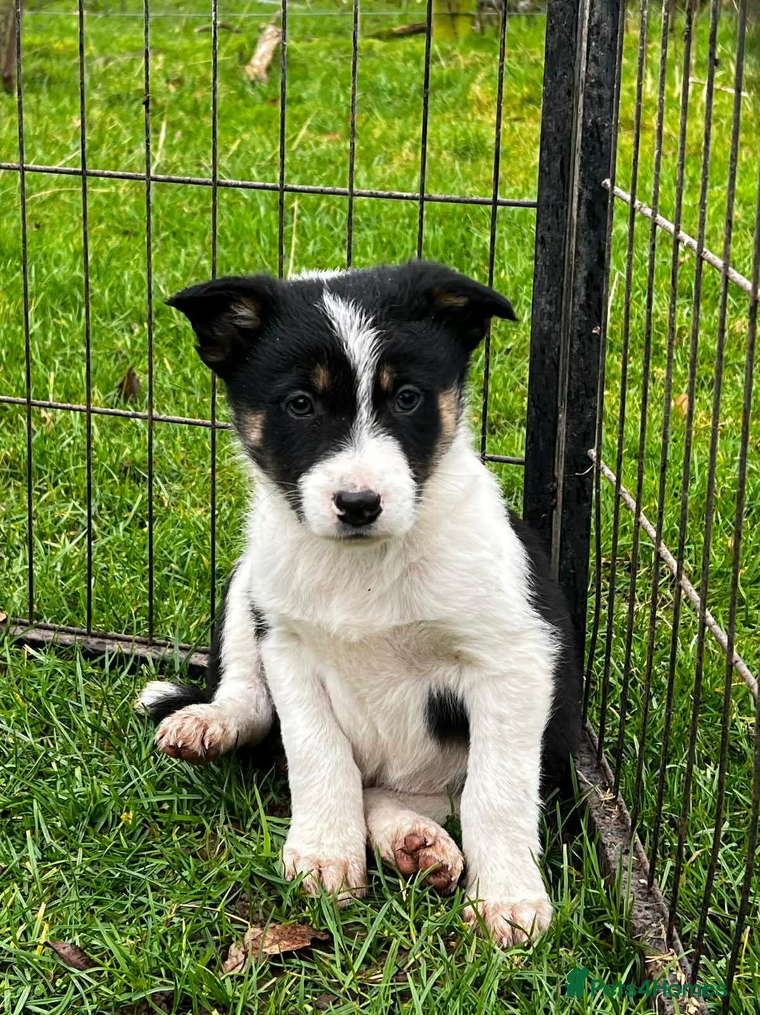 Border Collie dogs for sale: 5 Beautiful Blue Merle Border Collie Puppies - Advert 15