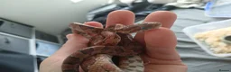 Snake reptiles for sale: Corn snake  - Advert 2