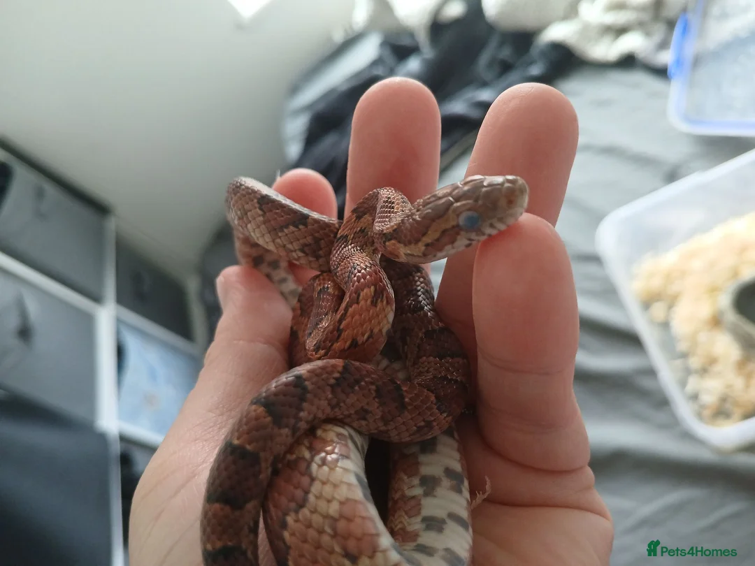 Snake reptiles for sale: Corn snake  - Advert 2