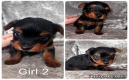 Yorkshire Terrier dogs for sale: Yorkshire terrier puppies 🐶  - Image 6
