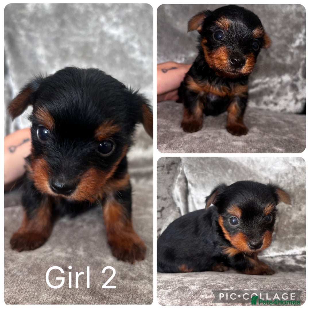 Yorkshire Terrier dogs for sale: Yorkshire terrier puppies 🐶  - Image 6