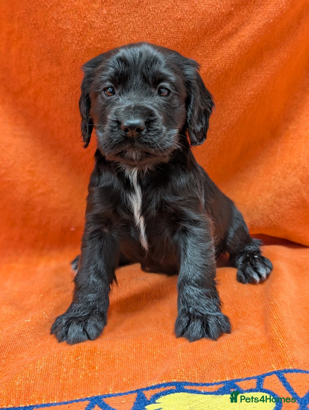 Cocker Spaniel dogs for sale: Ready now! KC registered, health tested cocker  - Advert 6