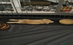 Mini Lop rabbits for sale: Two female mini lops for sale - Image 6