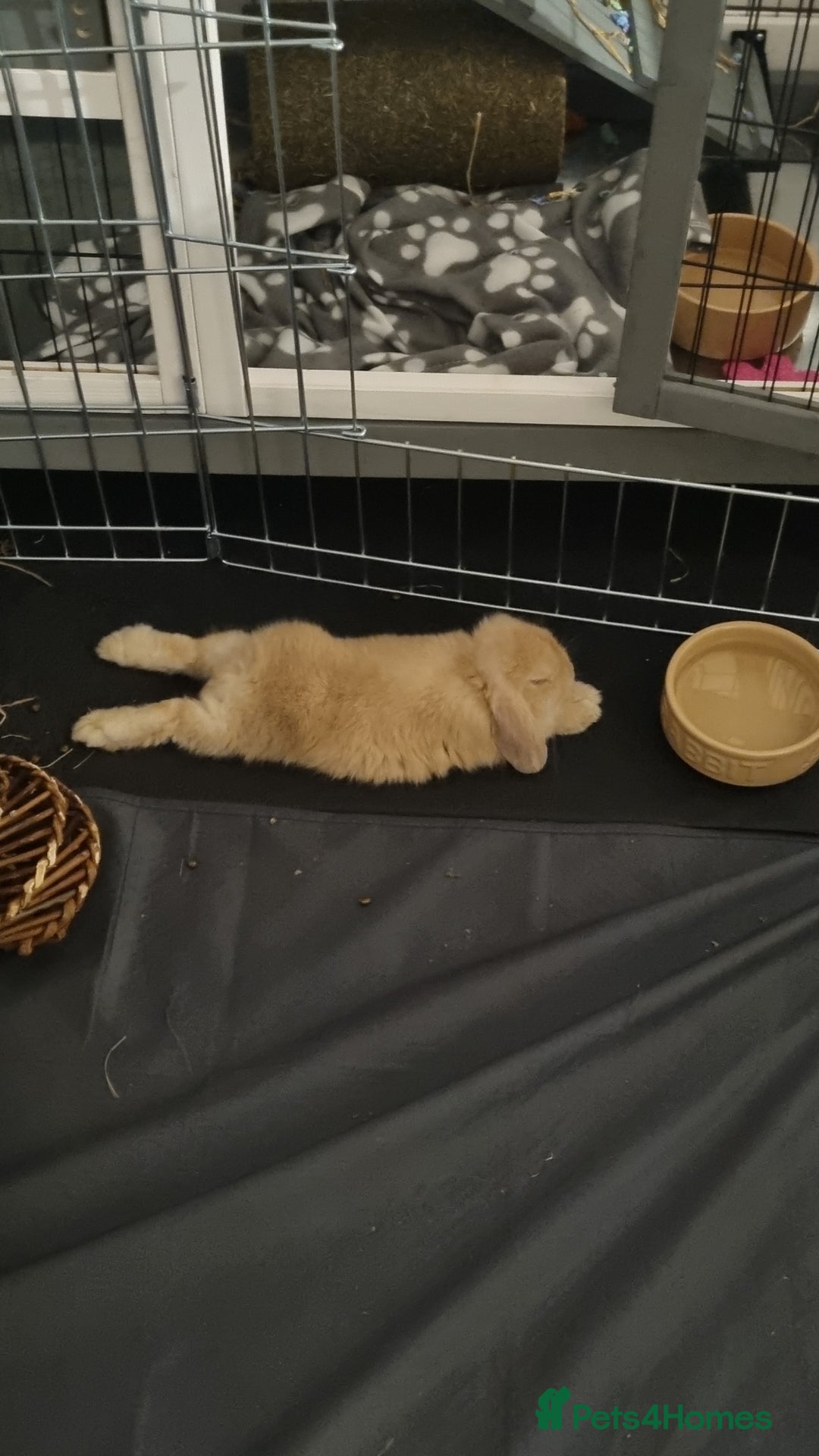 Mini Lop rabbits for sale: Two female mini lops for sale - Image 6