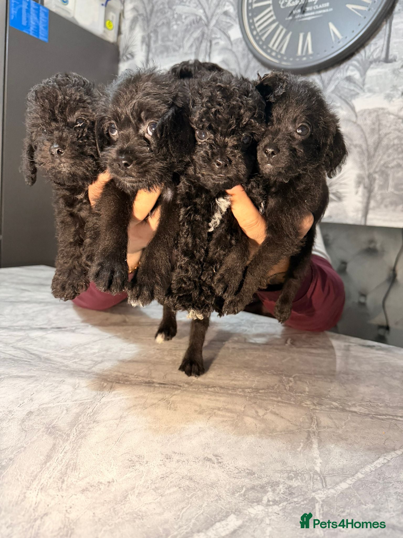 Shihpoo dogs 9 beautiful shihpoo puppies 🐶  - Advert 15