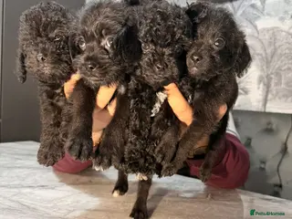 Shihpoo dogs 9 beautiful shihpoo puppies 🐶 - Advert 15