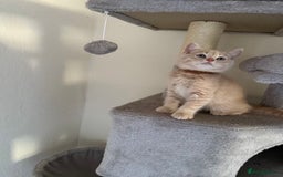 British Shorthair cats for sale: Mix British shorthair kittens for sale  - Image 7