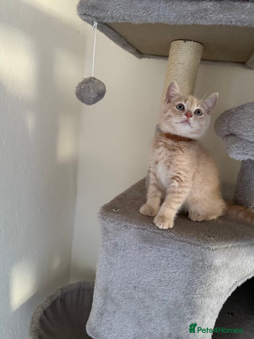 British Shorthair cats for sale: Mix British shorthair kittens for sale  - Image 7