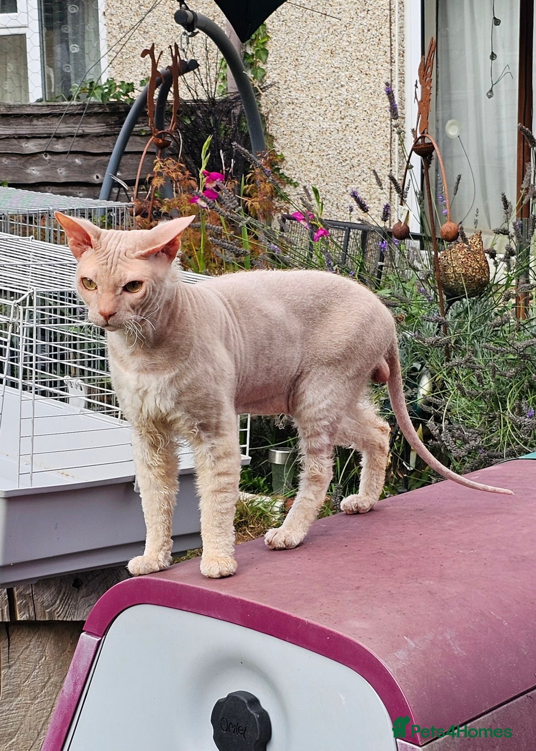 Siamese cats for sale: Siamese X Sphynx kittens - Advert 28