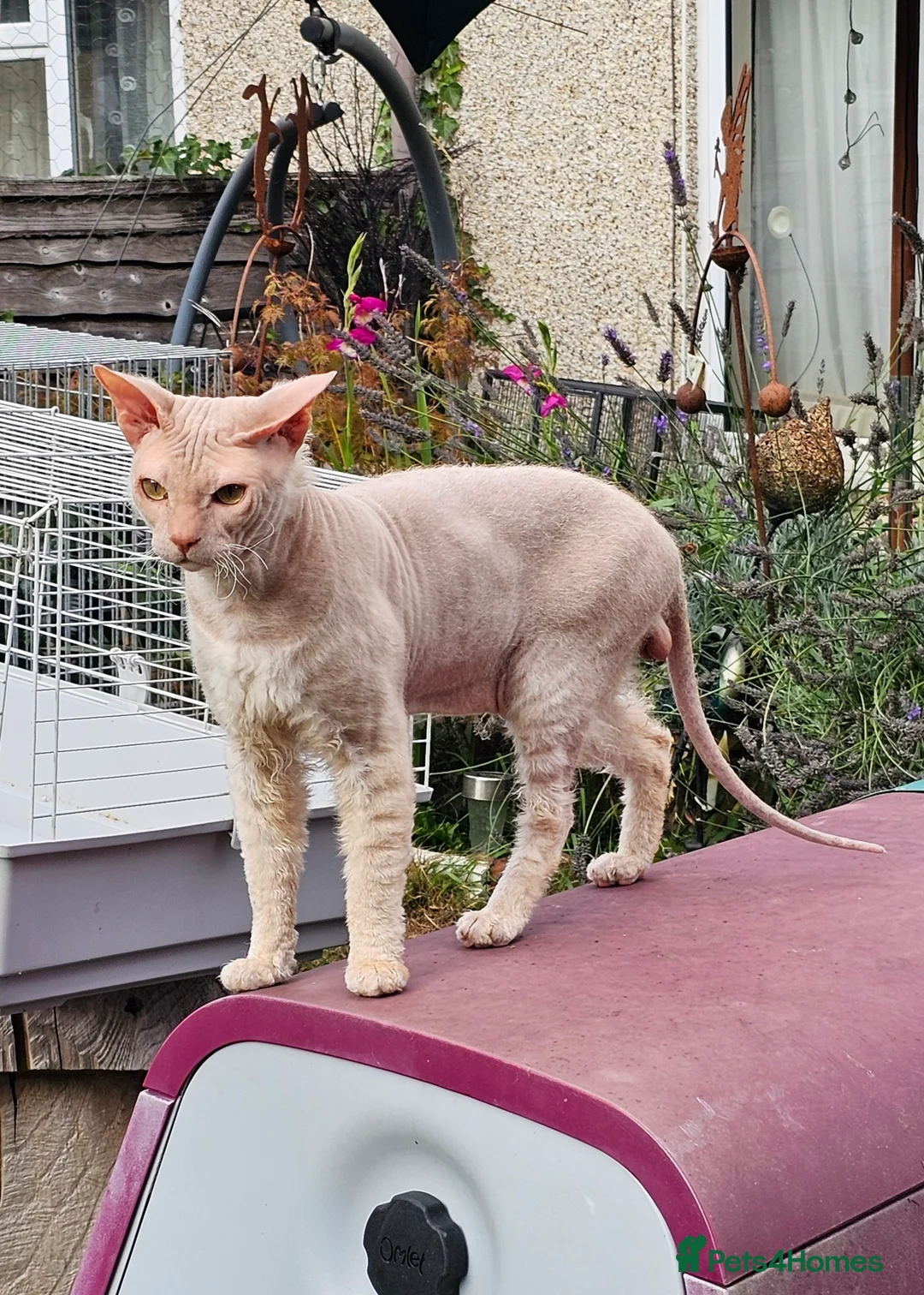 Siamese cats for sale: Siamese X Sphynx kittens - Advert 28