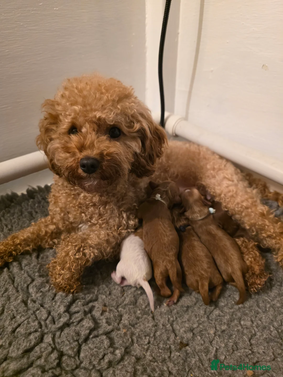 Cavapoo dogs for sale: Small F2 Cavapoo Puppies – Family Raised - Advert 36