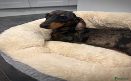 Miniature Dachshund dogs for sale: 🐾Stunning miniature dachshunds🐾 - Image 17