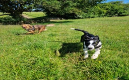 Mixed Breed dogs for sale: Beautiful Rough Collie/Border Collie puppies.  in Towcester - Image 12