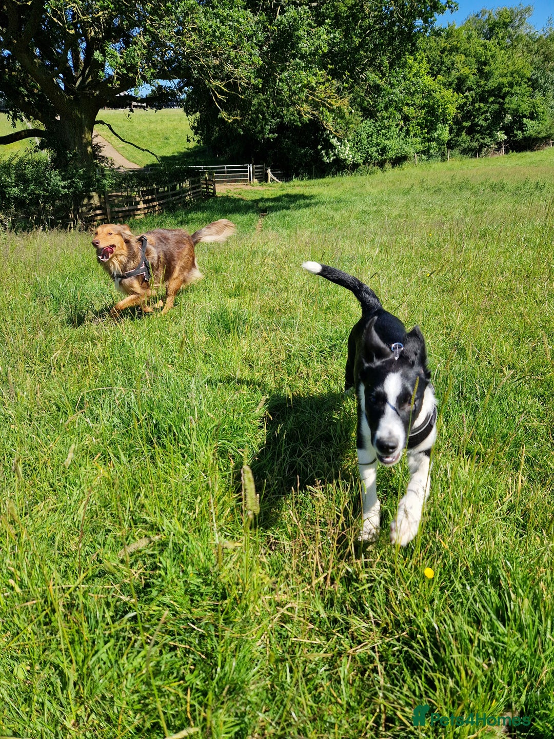 Mixed Breed dogs for sale: Beautiful Rough Collie/Border Collie puppies.  in Towcester - Image 12