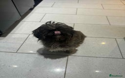 Shih Tzu dogs for sale: Lovely shihtzu female  - Image 5