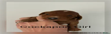 Cockapoo Puppy 4