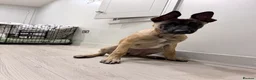 Belgian Shepherd Dog dogs for sale: Belgium Malabar puppy in London - Advert 3