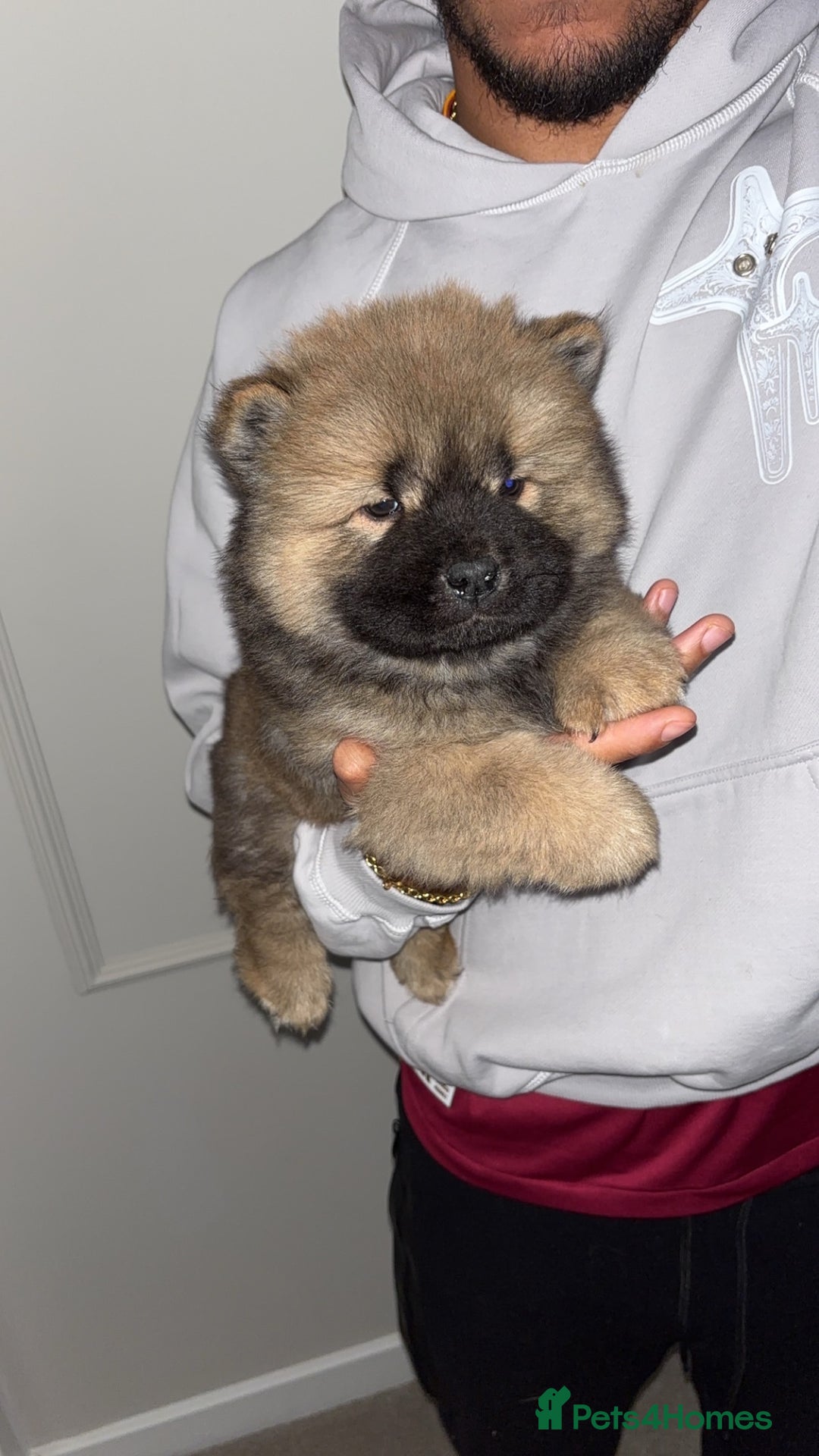 Chow Chow dogs for sale: 5 Gen Pedigree Chow Chow Puppies - Advert 15