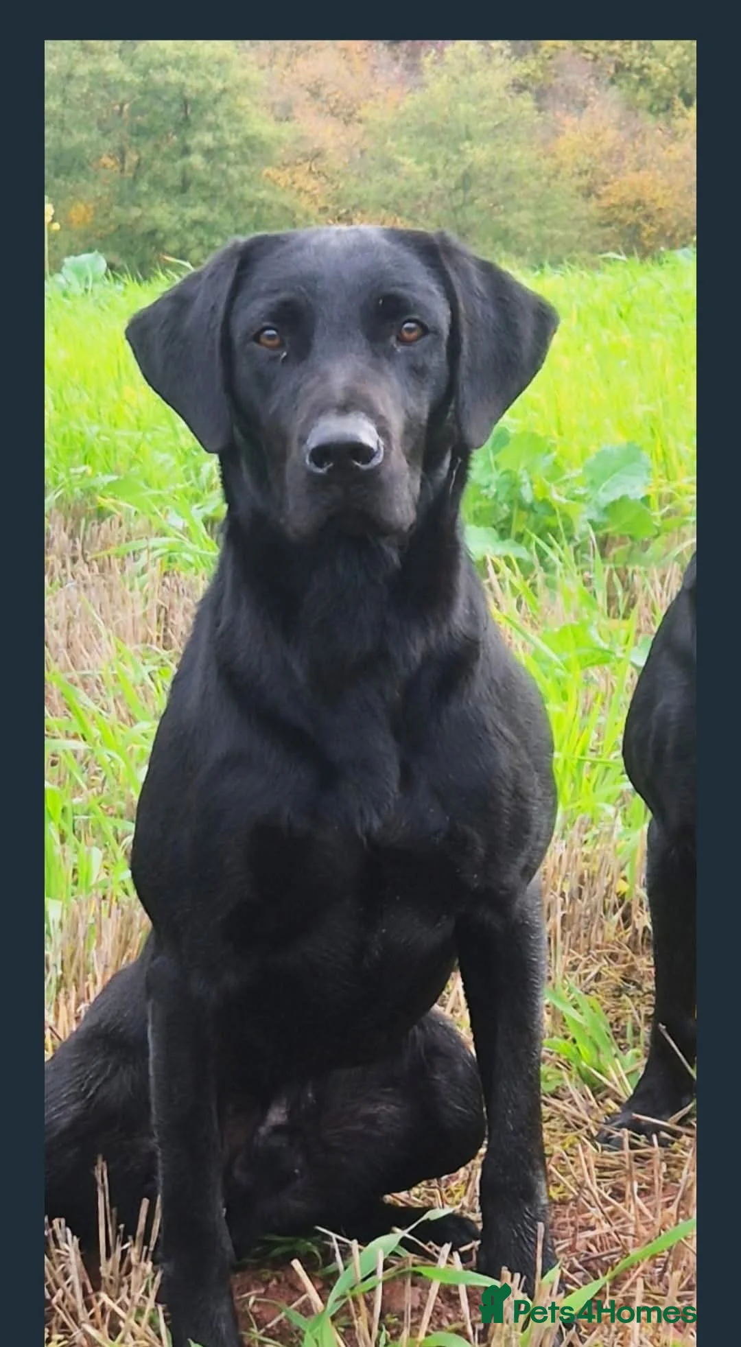 Labrador Retriever dogs for sale: Ready to leave 1 Male Yellow Labrador Retreiver in Swadlincote - Advert 13