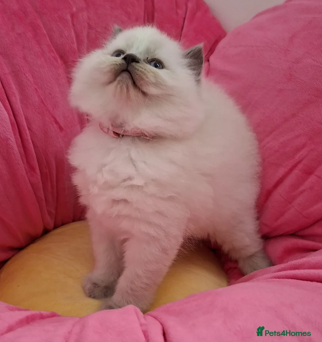 Ragdoll cats for sale: GSSF Four boys and 2 girls Ragdolls kittens  - Advert 2