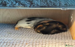 Guinea Pig rodents for sale: (Reserved) 2 Female Guinea Pigs for sale - Image 3